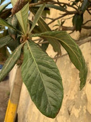 Eriobotrya japonica