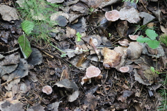Mycena pura