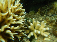 Seriatopora hystrix