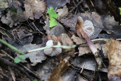 Mycena pura