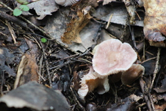 Mycena pura