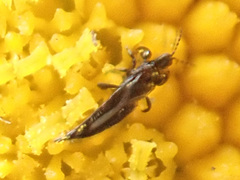 Panchaetothripidae