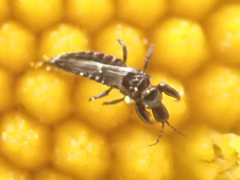 Panchaetothripidae