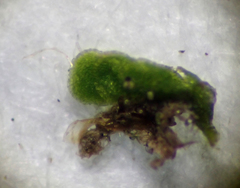 Solenostoma gracillimum