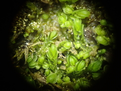 Solenostoma gracillimum