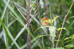 Argynnis laodice