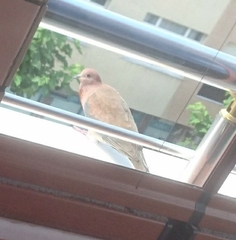 Streptopelia senegalensis