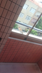 Streptopelia senegalensis