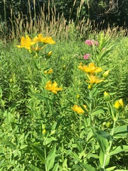 Hypericum ascyron pyramidatum