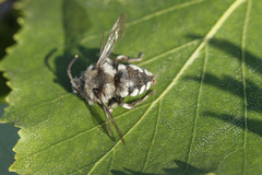 Melecta luctuosa