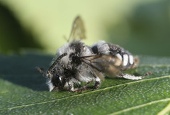 Melecta luctuosa