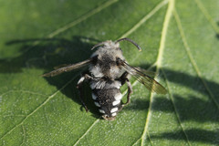 Melecta luctuosa