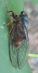 Cicadetta montana