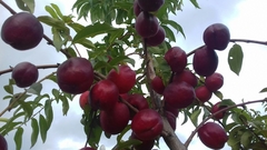 Prunus persica nucipersica