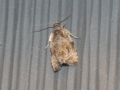 Olethreutes connectum
