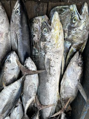 Thunnus