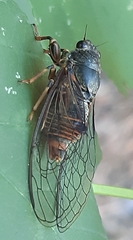 Cicadetta montana