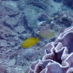 Pomacentrus moluccensis