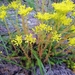 Reflexed Stonecrop - Photo (c) Ambra Galassi, some rights reserved (CC BY-NC), uploaded by Ambra Galassi