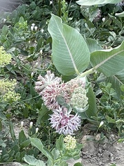 Asclepias speciosa