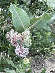 Asclepias speciosa