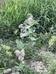 Asclepias speciosa