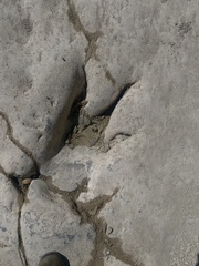 Acrocanthosaurus atokensis