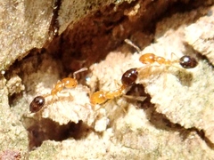Monomorium intrudens