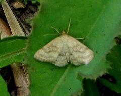 Psammotis pulveralis