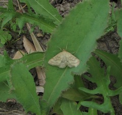 Psammotis pulveralis