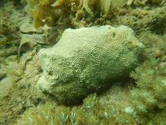 Cyphastrea serailia