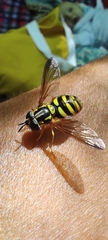 Chrysotoxum intermedium