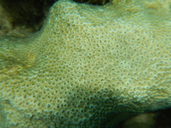 Cyphastrea serailia