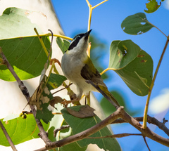 Melithreptus gularis