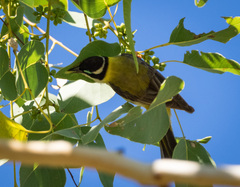 Melithreptus gularis