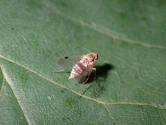 Chrysopilus modestus