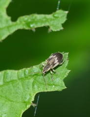 Pseudomyllocerus sinuatus
