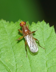 Norellisoma spinimanum