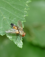 Halidaya aurea