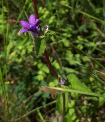 Campanula glomerata glomerata