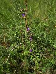 Campanula glomerata glomerata