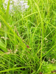 Carex limosa
