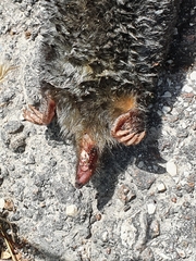 Talpa europaea