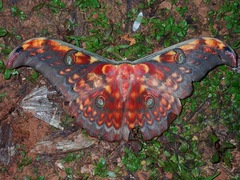 Antheraea larissa