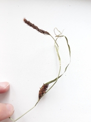 Carex limosa