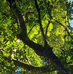 Cupaniopsis flagelliformis