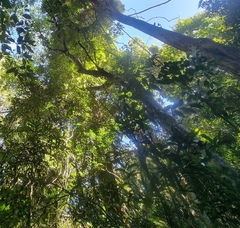 Cupaniopsis flagelliformis