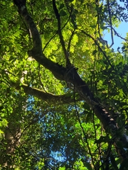 Cupaniopsis flagelliformis