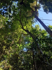 Cupaniopsis flagelliformis