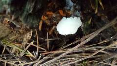 Reticularia intermedia